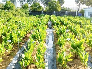 TPHCM: Mô hình canh tác nghệ đen năng suất cao